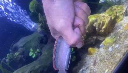 雷龍魚哪種最大（目前已知的最大雷龍魚品種，非洲雷龍魚與雷龍魚的區別）