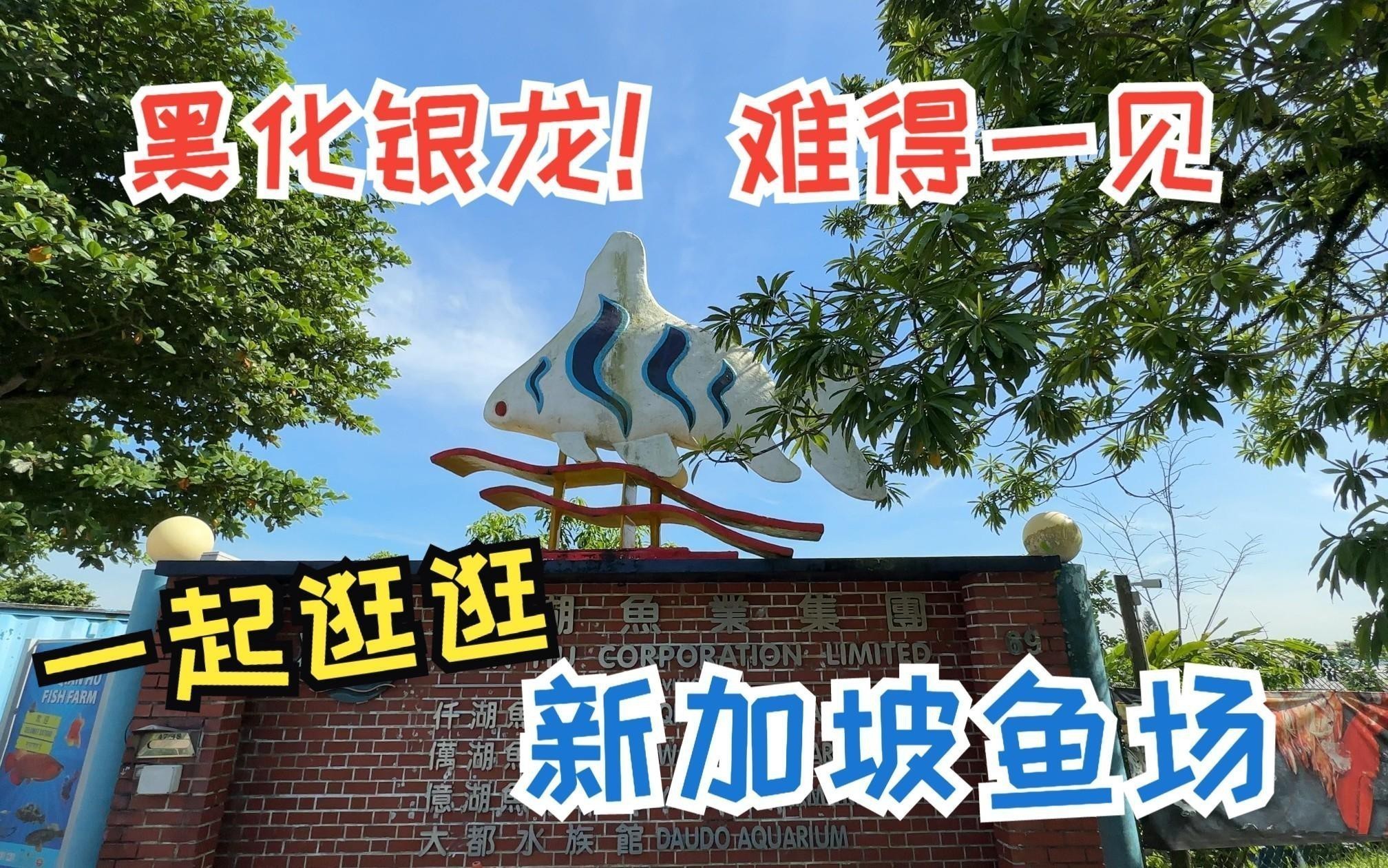 過背金龍多久喂一次食？