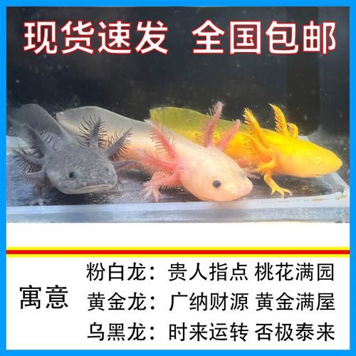 六角龍魚批發(fā)多少錢一只