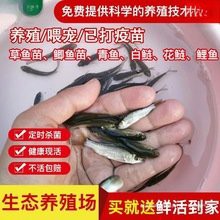 六角龍魚批發(fā)多少錢一只