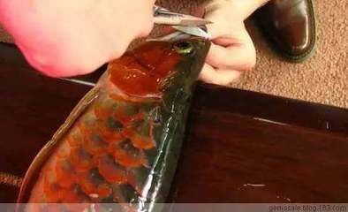 龍魚做眼睛手術：龍魚做眼睛手術是一種針對龍魚眼部問題的治療方法