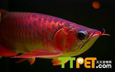 預防龍魚疾病的有效措施：如何預防龍魚疾病