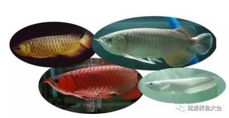 紅龍魚雜交，紅龍魚雜交品種的飼養技巧