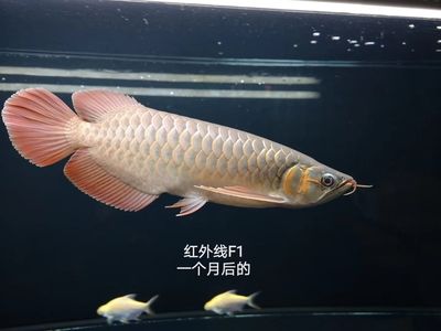 紅龍魚的四大品牌是什么（紅龍魚品牌有哪些360問答）