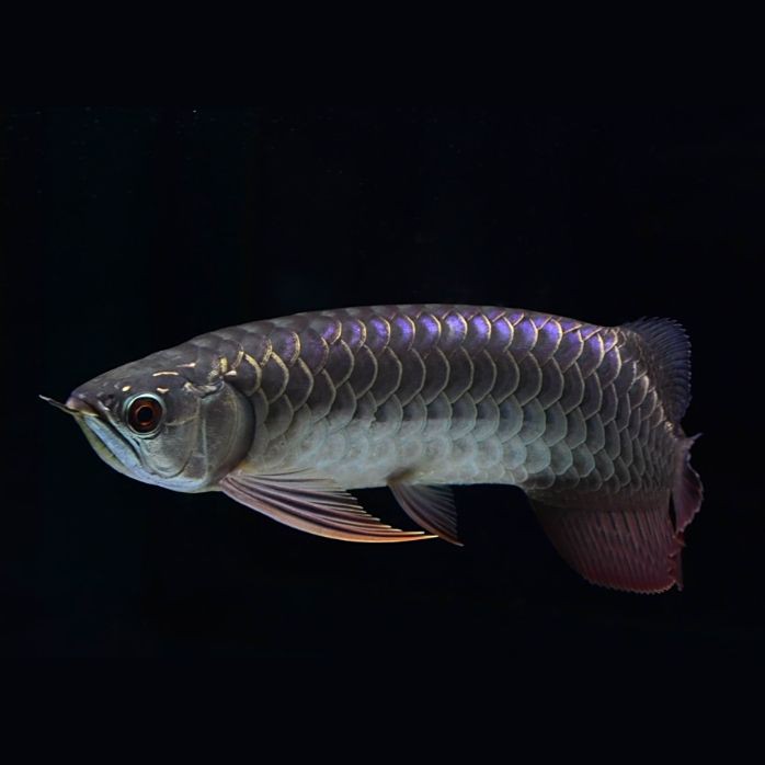 武吉美拉龍魚有幾個品種