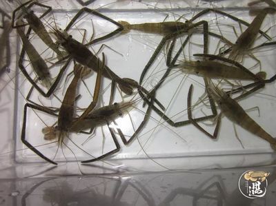 龍魚喂食活魚好還是蝦肉好吃