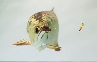 22公分金龍魚沒有珠鱗（金龍魚珠鱗在哪個部位的鱗叫珠鱗在哪個部位的鱗叫）