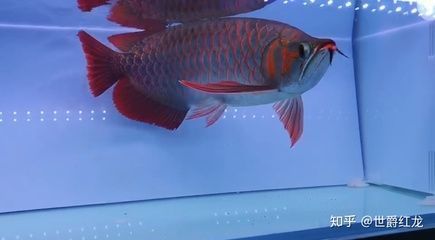 紅龍魚四大品牌是什么魚（紅龍魚品牌如何鑒別） 紅龍魚四大品牌是什么魚（紅龍魚品牌如何鑒別） 龍魚百科 第1張