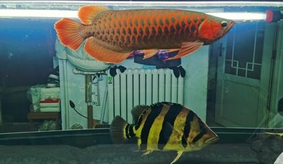 龍魚大小尺寸混養可以嗎：龍魚大小尺寸混養可能性分析龍魚大小尺寸混養可行嗎