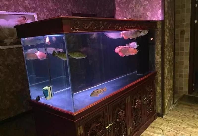 龍魚大小尺寸混養可以嗎：龍魚大小尺寸混養可能性分析龍魚大小尺寸混養可行嗎