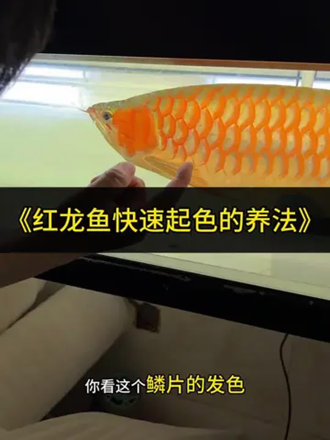紅龍魚在30公分時多久喂一次？