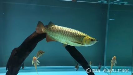 潮汕金龍魚是什么魚：潮汕金龍魚是一種古老且原始的淡水魚類，它是一種古老且原始的淡水魚類