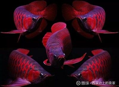 潮汕金龍魚是什么魚：潮汕金龍魚是一種古老且原始的淡水魚類，它是一種古老且原始的淡水魚類