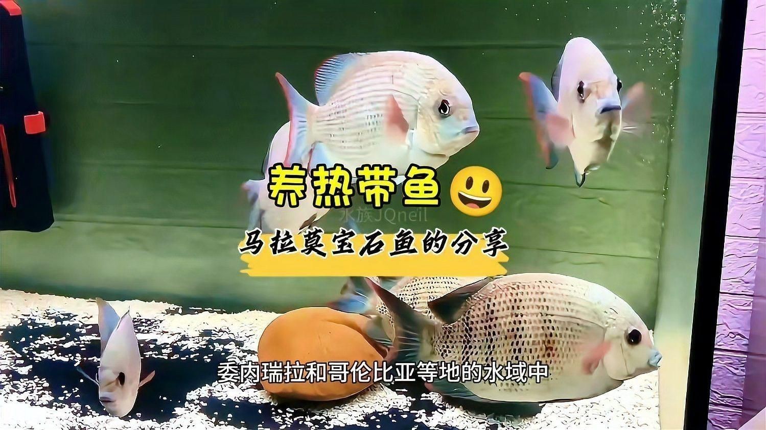 馬拉莫寶石魚對水質(zhì)要求高嗎