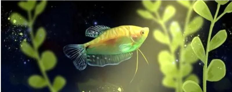 龍魚可以長多大：龍魚的生長潛力與其品種、飼養(yǎng)方法密切相關(guān)，龍魚品種選擇指南