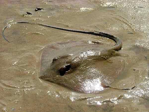 老板魚和魔鬼魚的區別