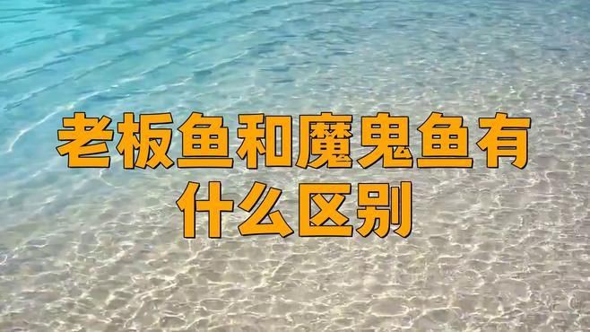 老板魚和魔鬼魚的區別