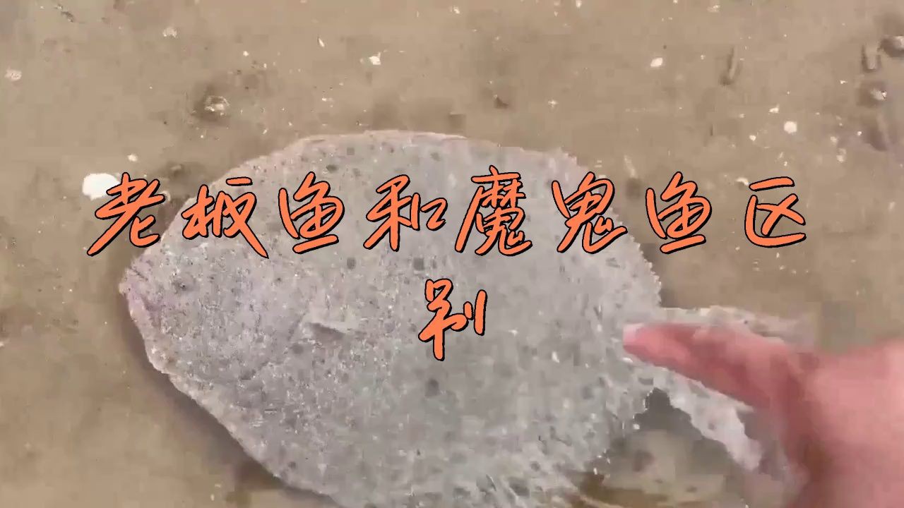 老板魚和魔鬼魚的區別