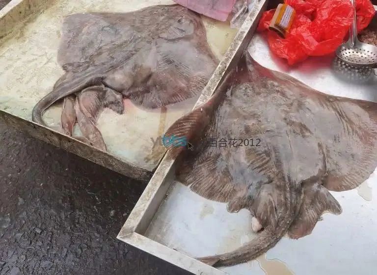 老板魚和魔鬼魚的區別