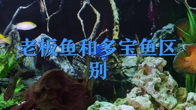 老板魚和魔鬼魚的區別