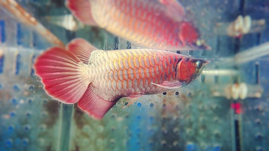金龍魚用什么顏色的燈最好看