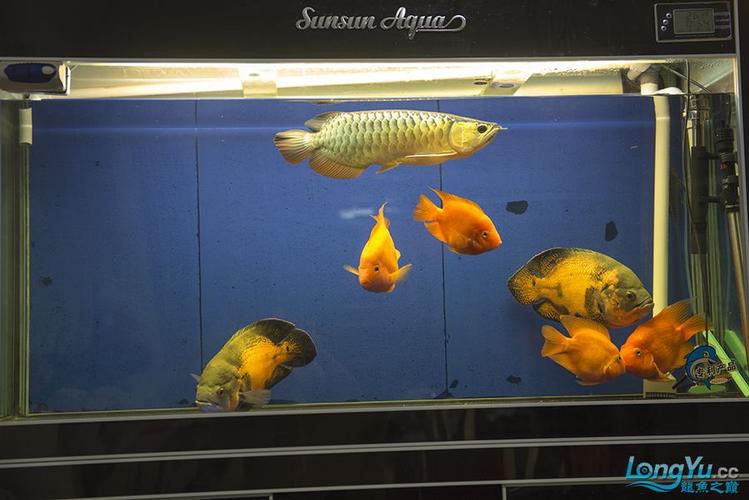 金龍魚用什么顏色的燈最好看
