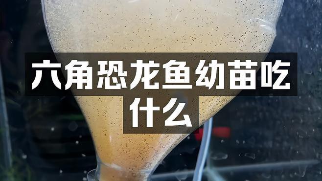 六角恐龍魚剛出生的幼崽吃什么