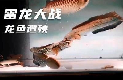 龍魚大戰(zhàn)雷龍魚（如何預(yù)防龍魚雷龍魚混養(yǎng)沖突）