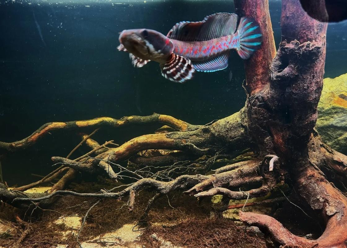 幻彩雷龍魚怎么分公母