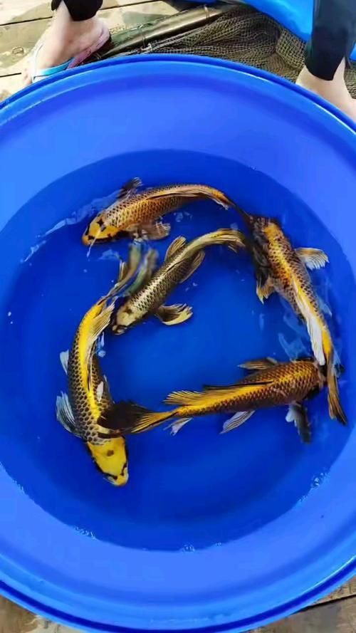 龍鳳錦鯉品種圖片大全圖