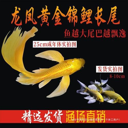 龍鳳錦鯉品種圖片大全圖