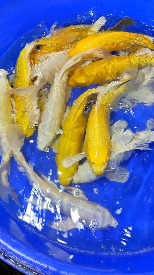 龍鳳錦鯉品種圖片大全圖
