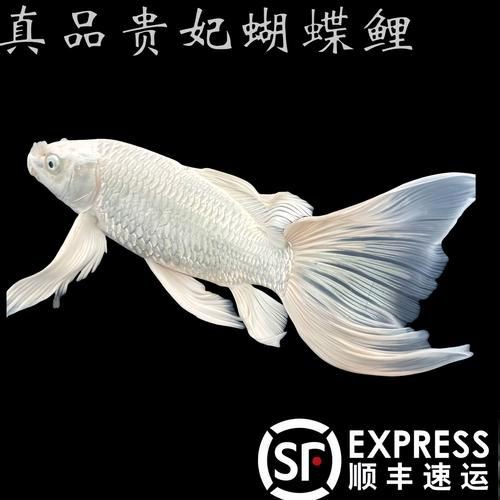 龍鳳錦鯉品種圖片大全圖