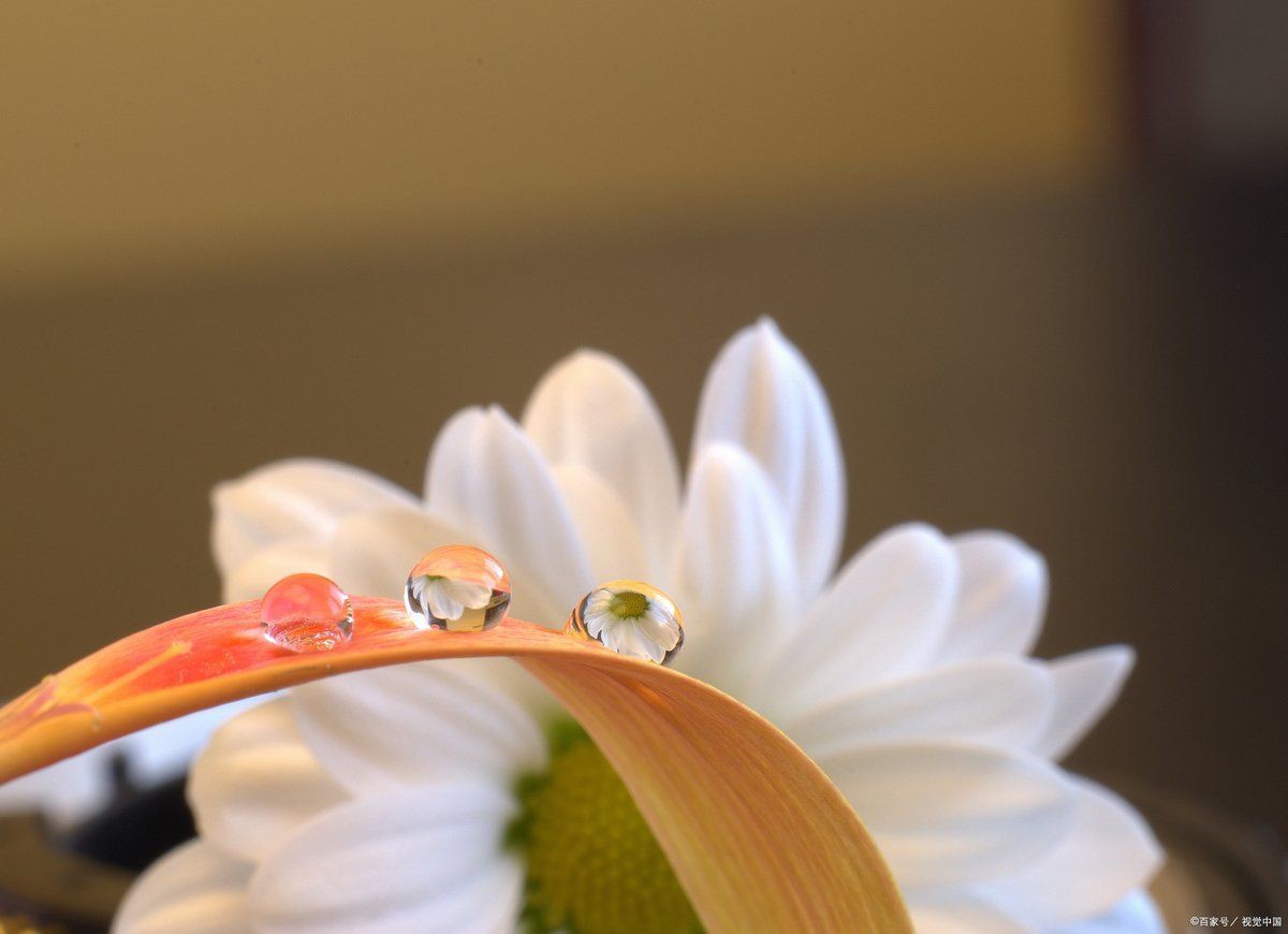 錦鯉的靈性有多強