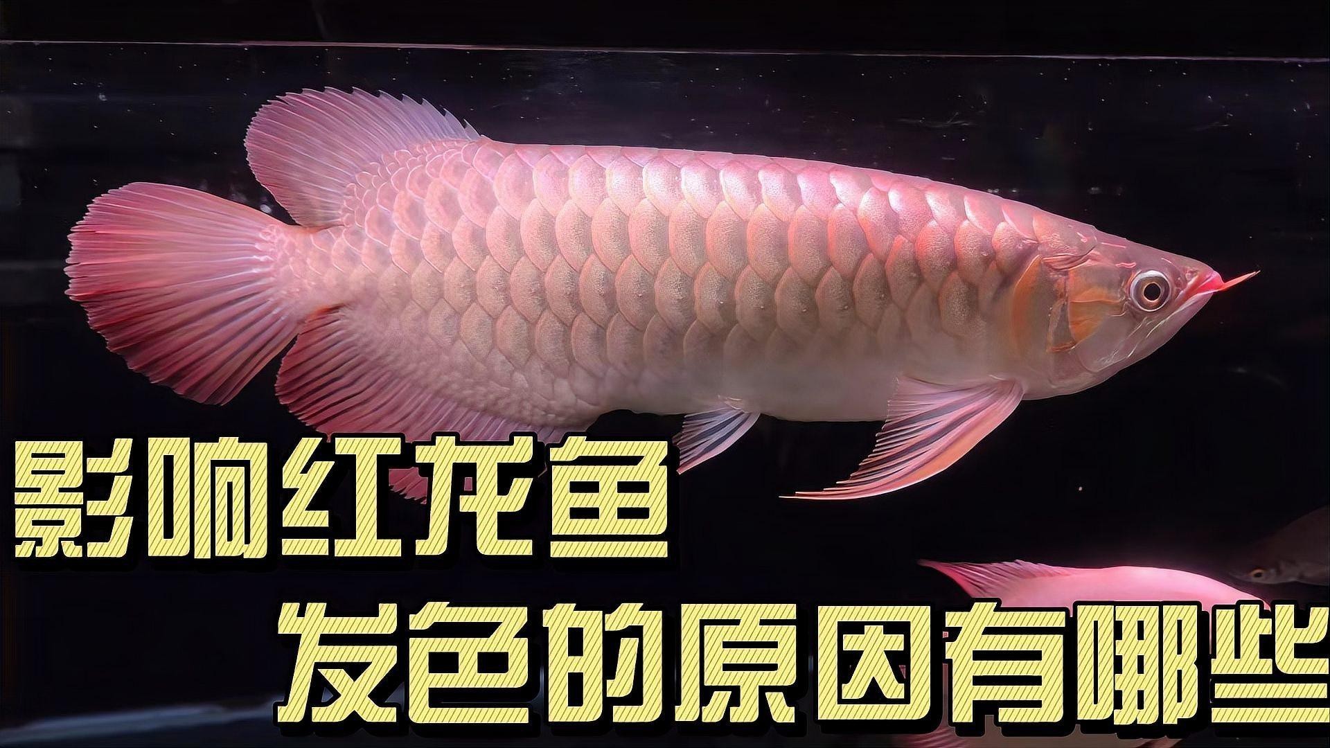紅龍魚背部發色不均勻什么原因