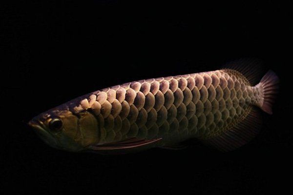 古典過背金龍魚的市場價格是多少？