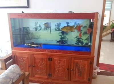 龍魚趴缸底的最佳治療和魚尾下垂是什么原因造成的：龍魚趴缸底可能由多種原因引起，