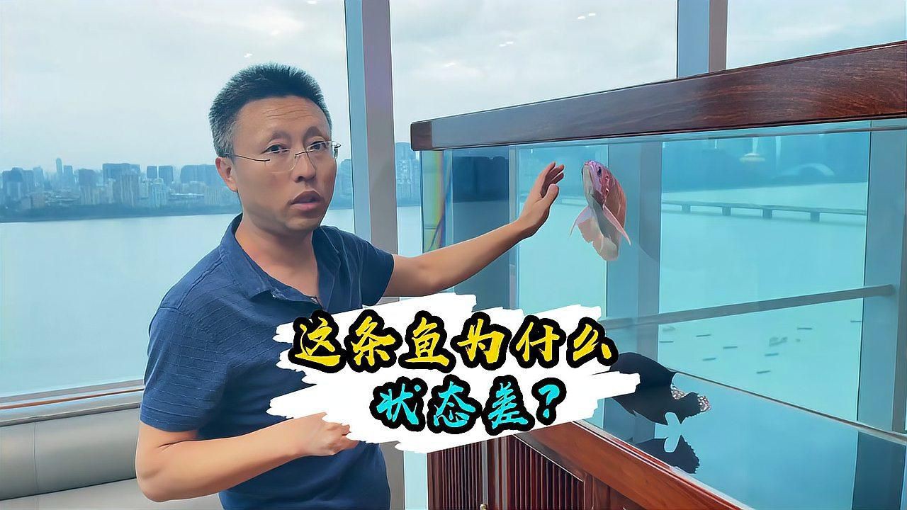 如何判斷龍魚是否健康