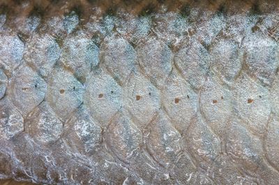 龍魚鱗片上有白色絮狀物：龍魚鱗片上出現白色絮狀物可能由多種因素引起