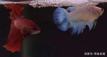 黃藍曼龍魚可以和什么魚一起養【黃藍曼龍魚混養成功案例分析】 黃藍曼龍魚可以和什么魚一起養【黃藍曼龍魚混養成功案例分析】 龍魚百科 第2張