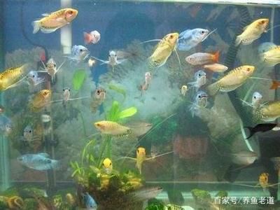 黃藍曼龍魚可以和什么魚一起養【黃藍曼龍魚混養成功案例分析】 黃藍曼龍魚可以和什么魚一起養【黃藍曼龍魚混養成功案例分析】 龍魚百科 第5張