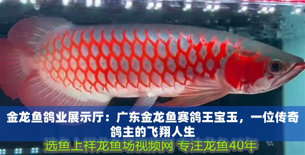 金龍魚鴿業(yè)展示廳：廣東金龍魚賽鴿王寶玉，一位傳奇鴿主的飛翔人生 金龍魚鴿業(yè)展示廳：廣東金龍魚賽鴿王寶玉，一位傳奇鴿主的飛翔人生 龍魚百科 第1張