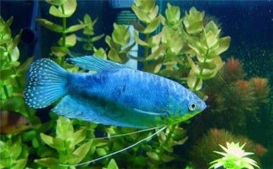 龍魚眼珠子變白怎么治療：龍魚眼珠子變白怎么辦
