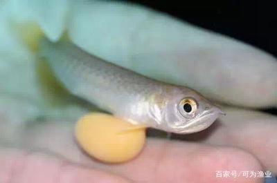 龍魚眼珠子變白怎么治療：龍魚眼珠子變白怎么辦