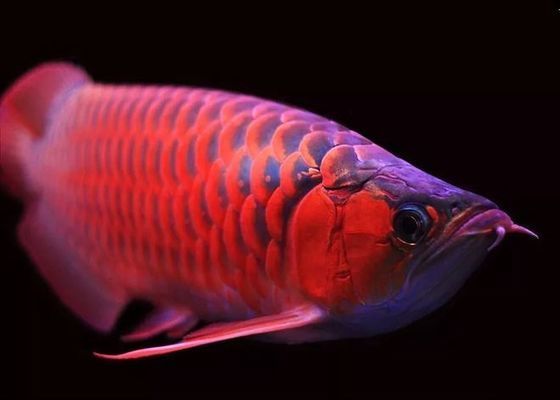 龍魚經(jīng)常蒙眼怎么回事：龍魚蒙眼怎么辦