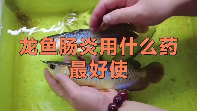 鯨魚圖片大全