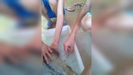 金龍魚眼睛手術(shù)視頻：金龍魚眼睛手術(shù)手術(shù)視頻