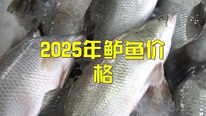 鱸魚市場價多少錢一斤