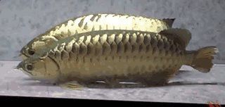 金龍魚繁殖如何受精：金龍魚的繁殖如何受精 金龍魚繁殖如何受精：金龍魚的繁殖如何受精 龍魚百科 第1張