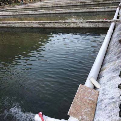 新疆雪龍魚廠家電話